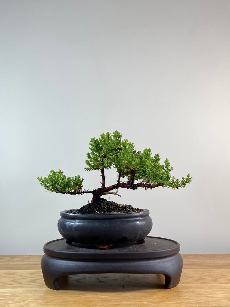 JAPANESE JUNIPER (JP11080)