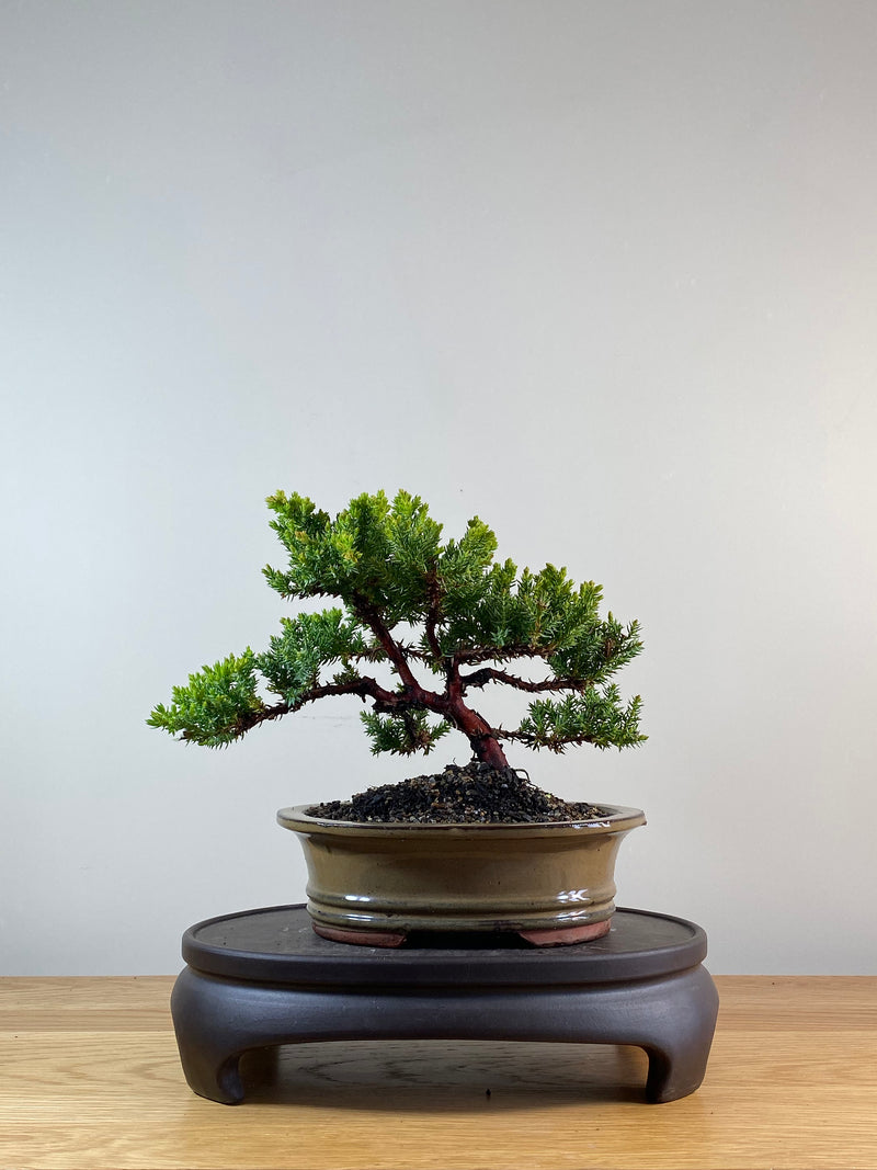 JAPANESE JUNIPER (JP11081)