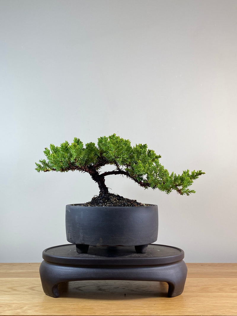 JAPANESE JUNIPER (JP11082)