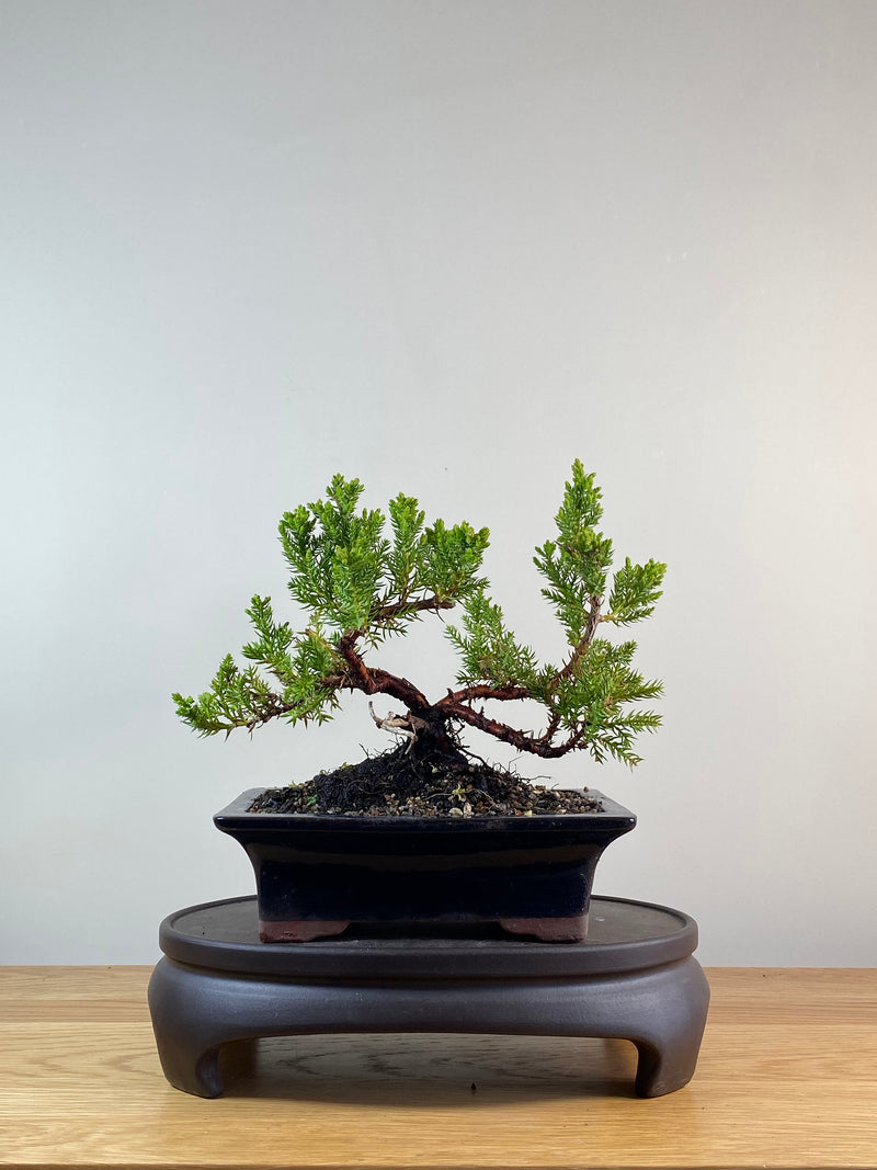 JAPANESE JUNIPER (JP11083)