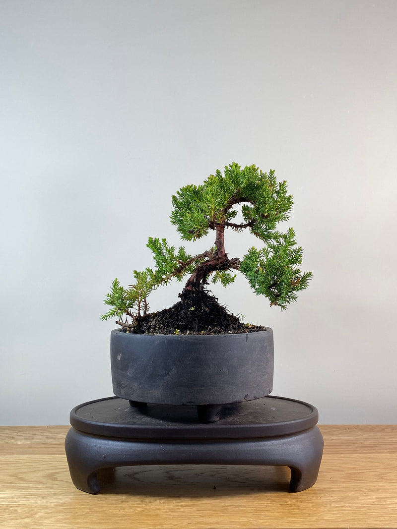JAPANESE JUNIPER (JP11084)