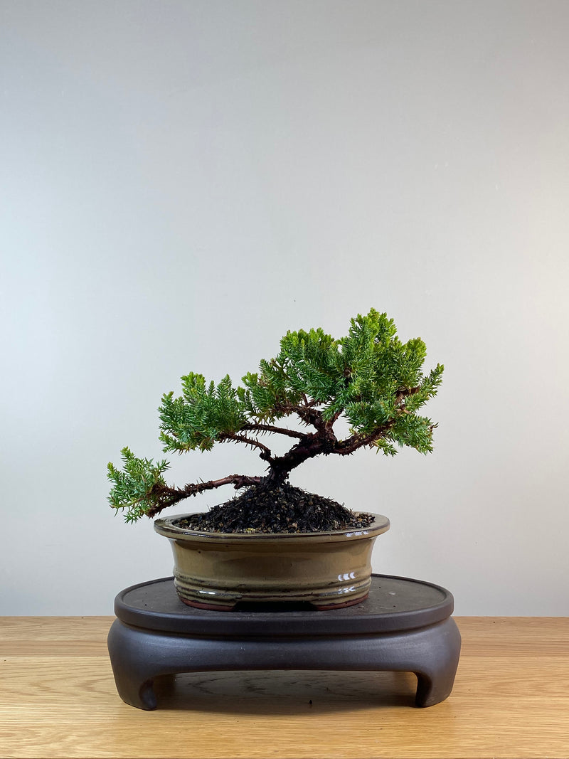 JAPANESE JUNIPER (JP11085)