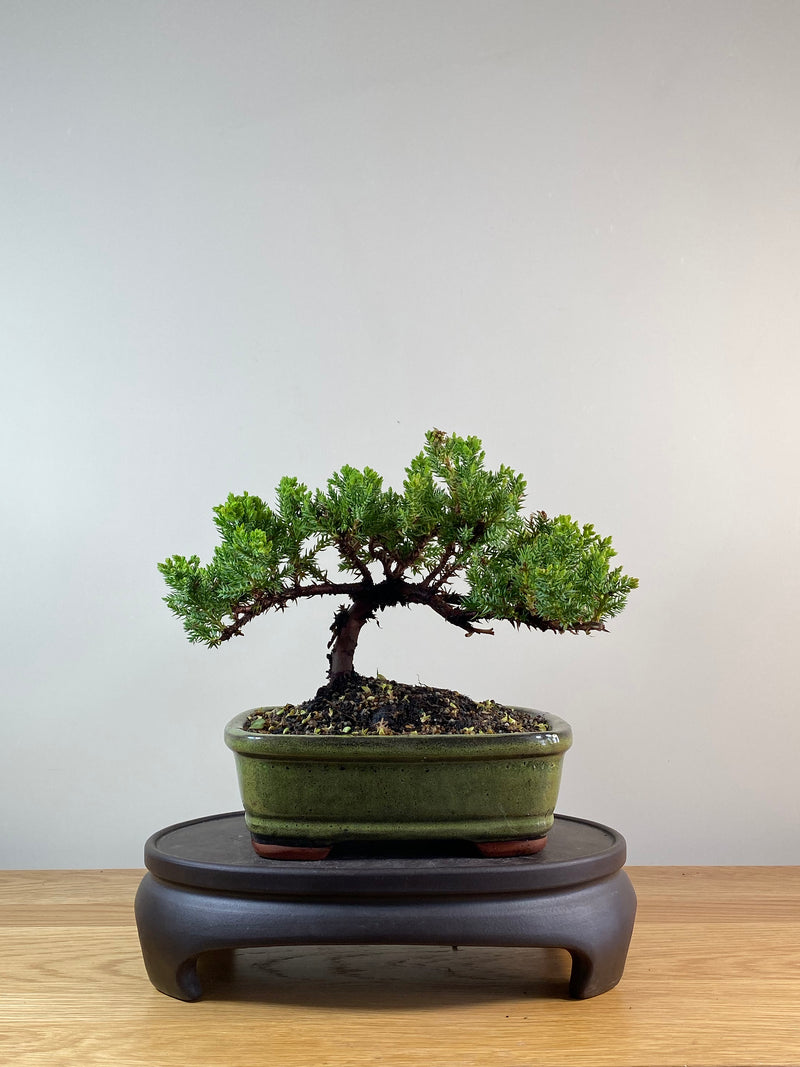 JAPANESE JUNIPER (JP11088)