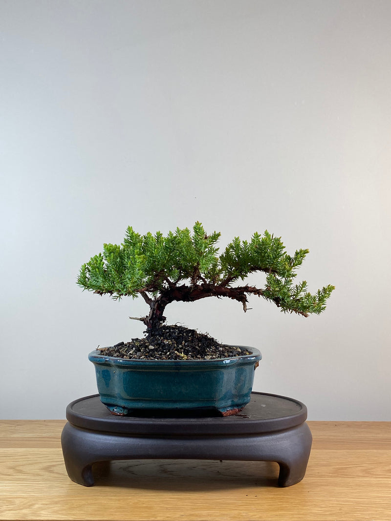 JAPANESE JUNIPER (JP11089)
