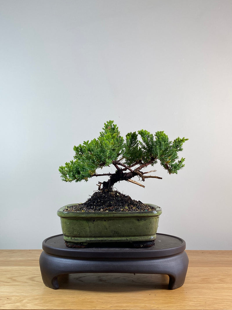 JAPANESE JUNIPER (JP11090)