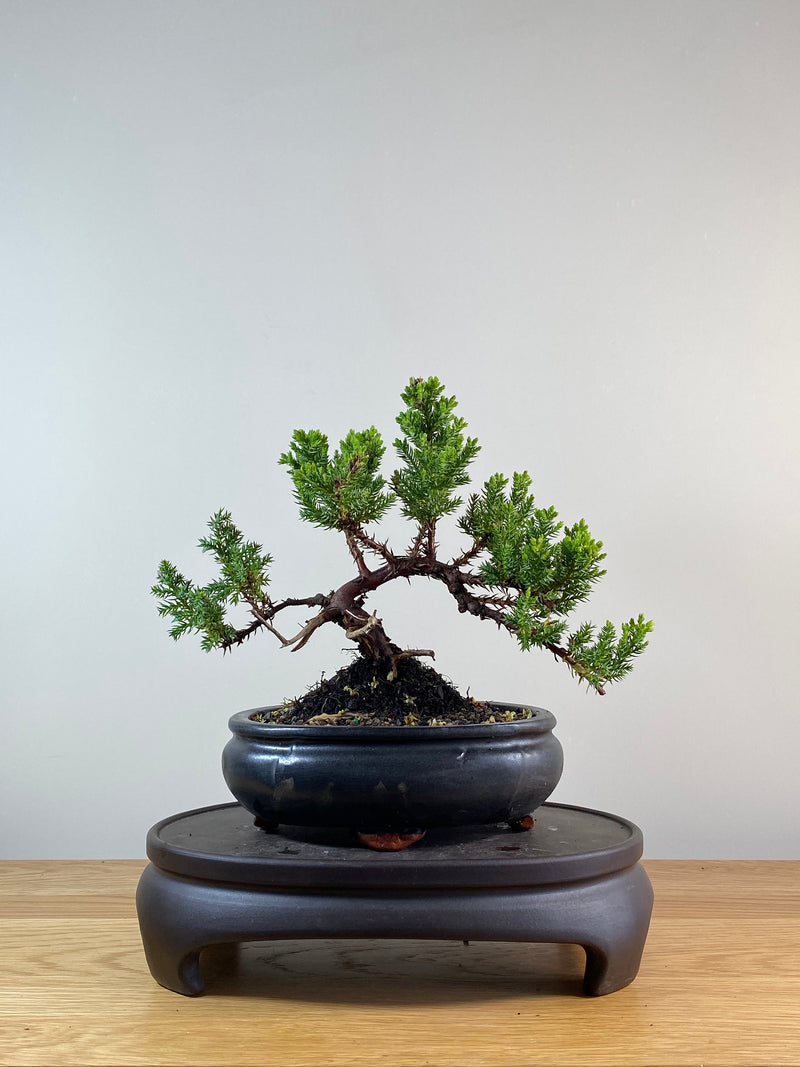 JAPANESE JUNIPER (JP11091)