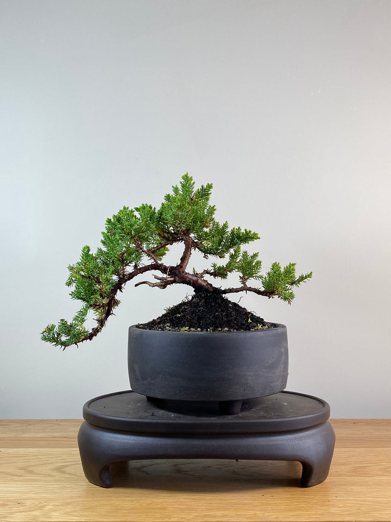 JAPANESE JUNIPER (JP11092)