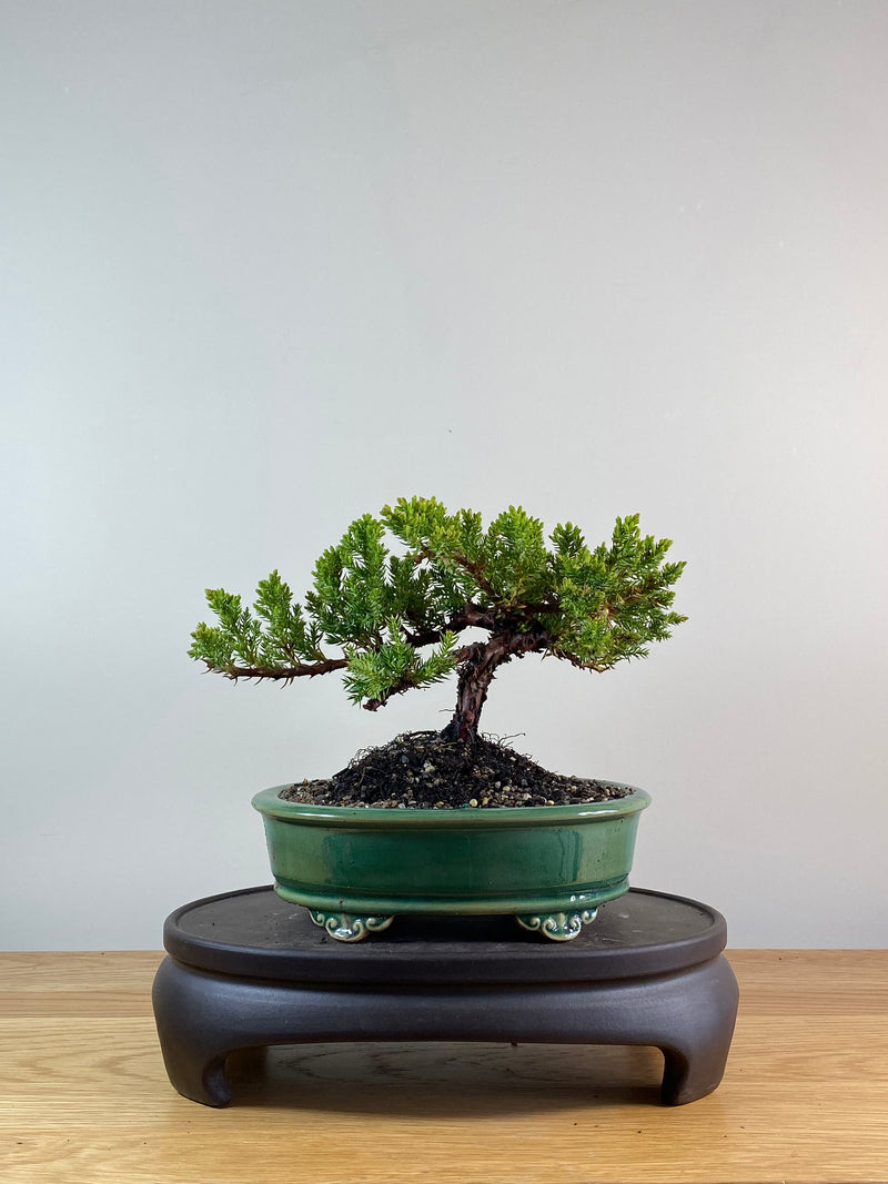 JAPANESE JUNIPER (JP11093)