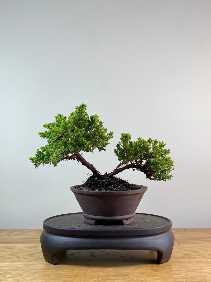 JAPANESE JUNIPER (JP11094)
