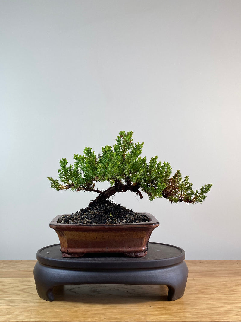 JAPANESE JUNIPER (JP11095)