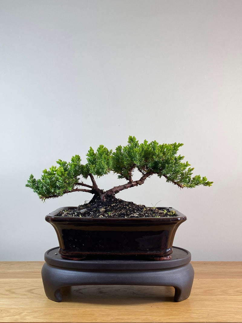 JAPANESE JUNIPER (JP11096)