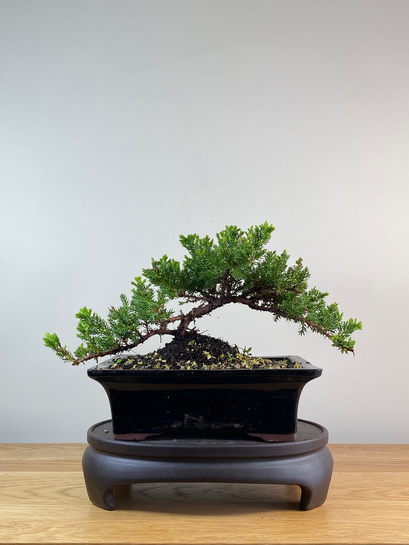 JAPANESE JUNIPER (JP11097)