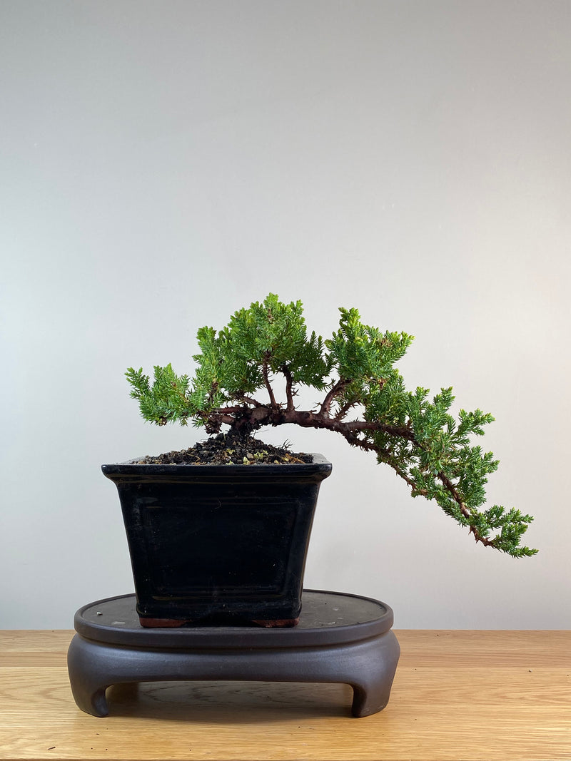 JAPANESE JUNIPER (JP11098)
