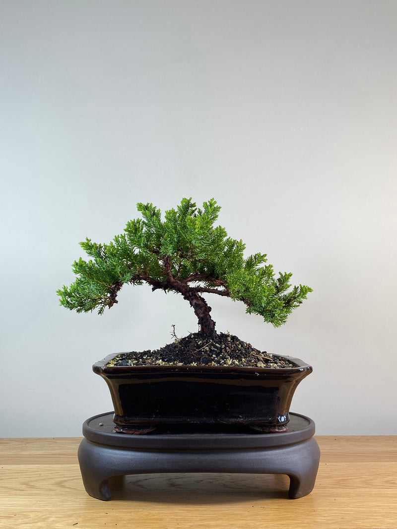 JAPANESE JUNIPER (JP11099)