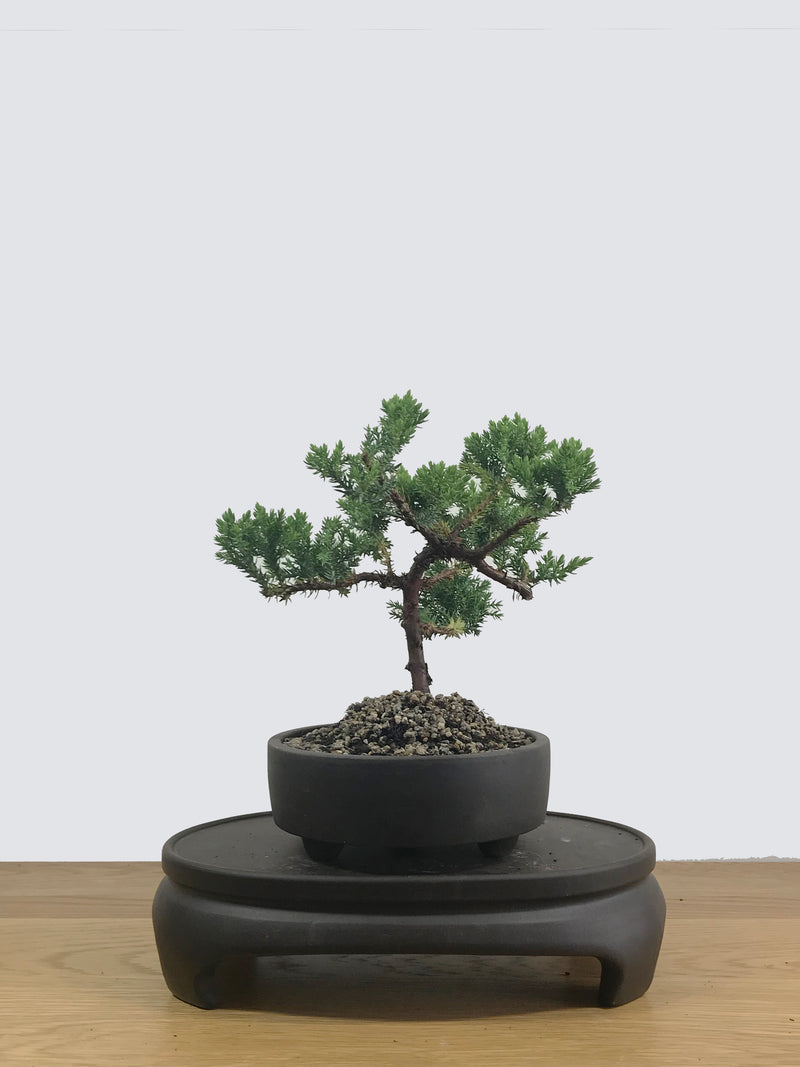 JAPANESE JUNIPER (JP12001) - MiniGardens NZ