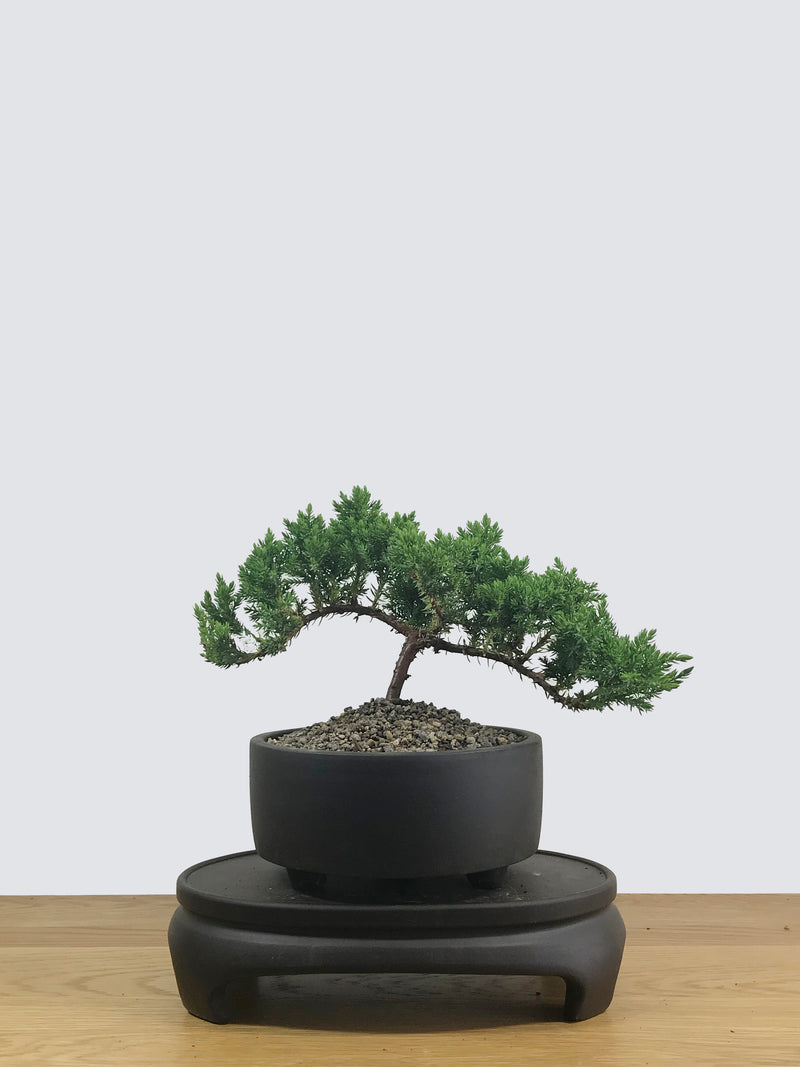 JAPANESE JUNIPER (JP12002) - MiniGardens NZ