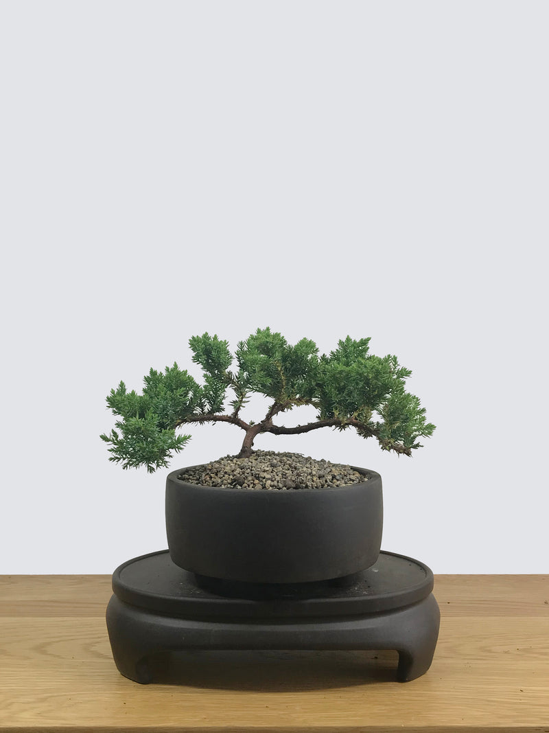 JAPANESE JUNIPER (JP12003) - MiniGardens NZ