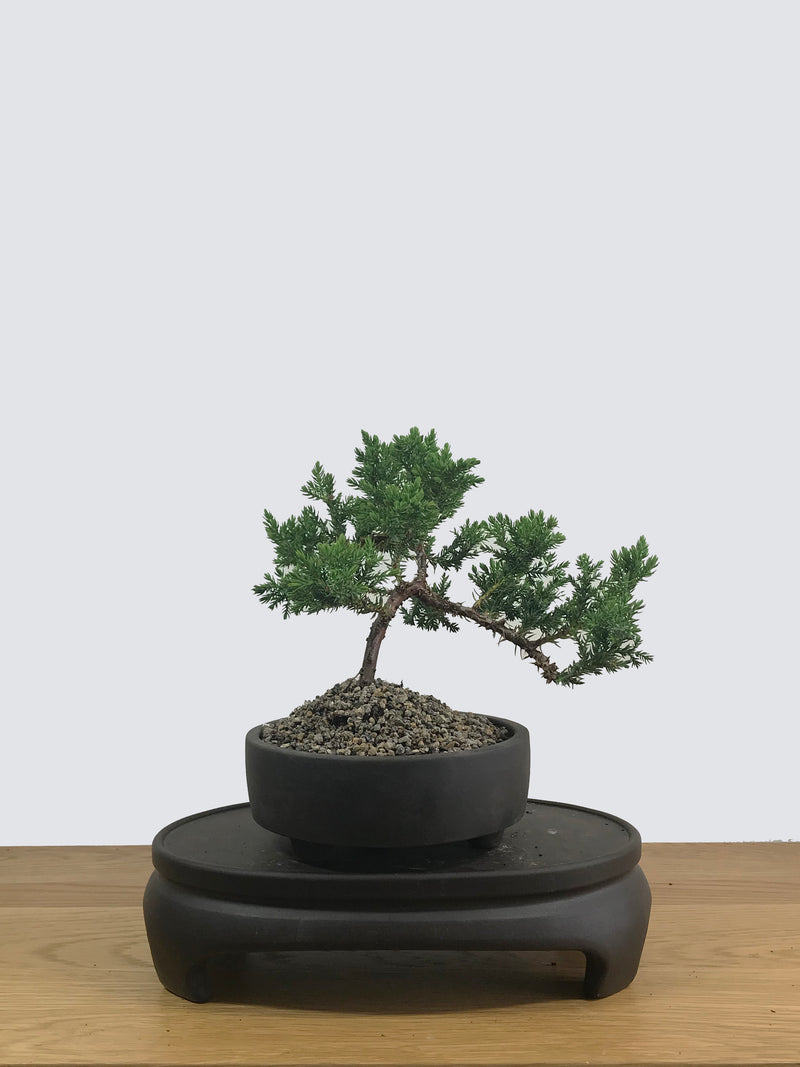 JAPANESE JUNIPER (JP12004) - MiniGardens NZ