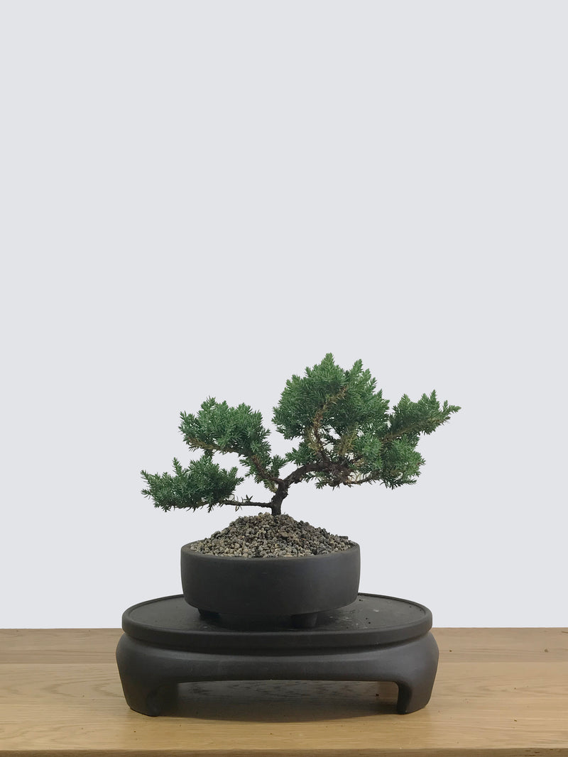 JAPANESE JUNIPER (JP12005) - MiniGardens NZ
