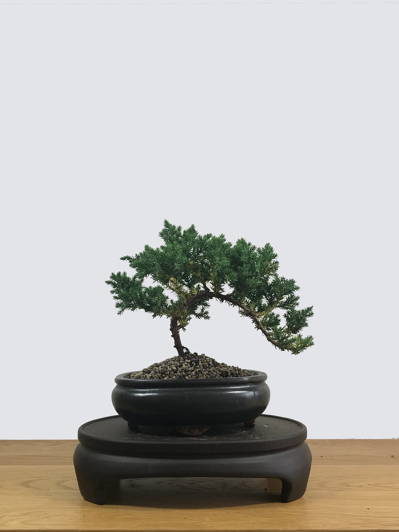 JAPANESE JUNIPER (JP12006) - MiniGardens NZ