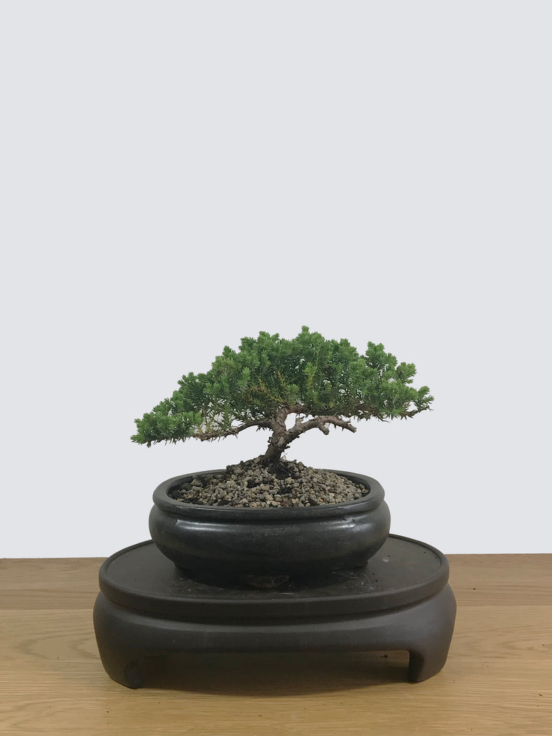 JAPANESE JUNIPER (JP12007) - MiniGardens NZ