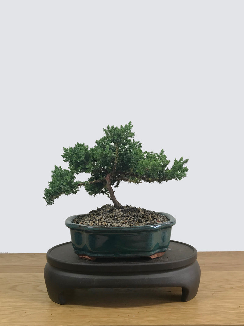JAPANESE JUNIPER (JP12009) - MiniGardens NZ