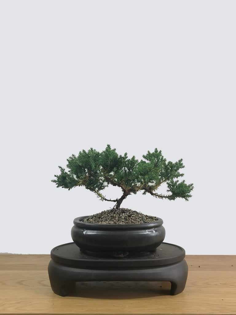 Juniper Bonsai New Zealand's leading online Bonsai shop MiniGardens
