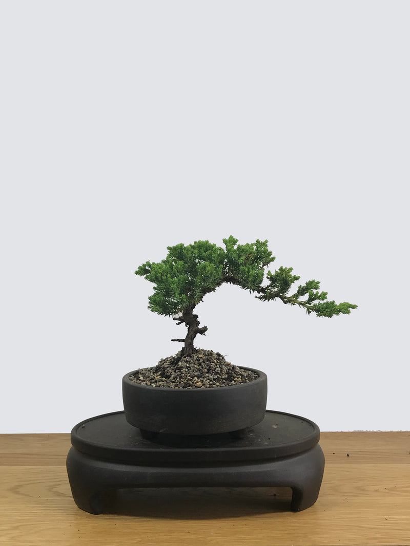 JAPANESE JUNIPER (JP12012) - MiniGardens NZ