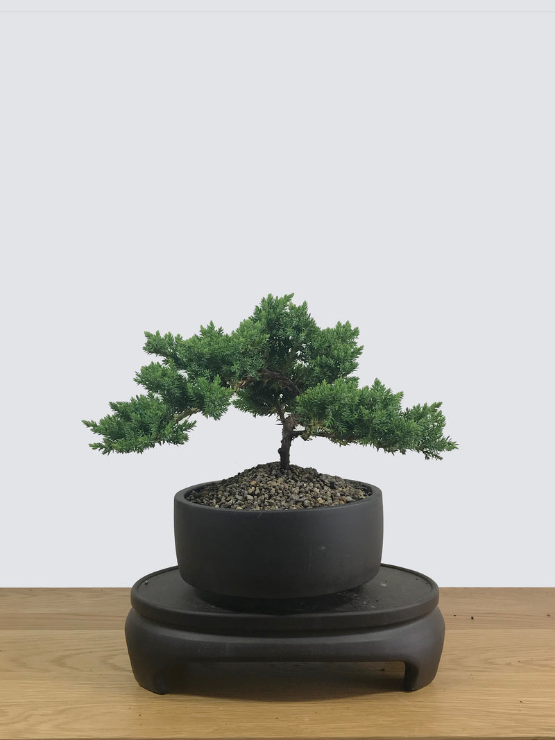 JAPANESE JUNIPER (JP12013) - MiniGardens NZ