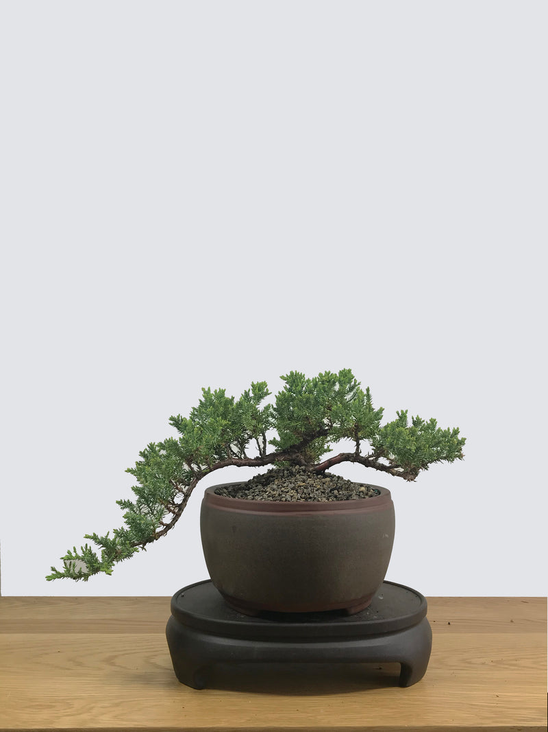 JAPANESE JUNIPER (JP12014) - MiniGardens NZ