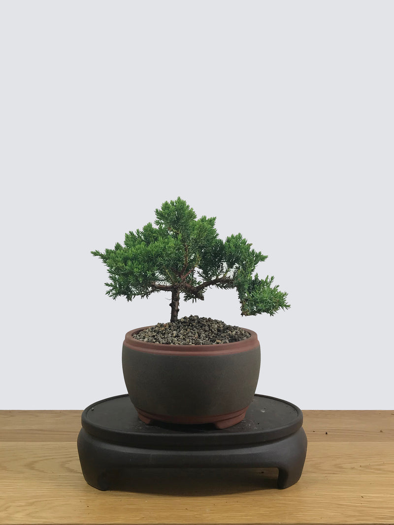 JAPANESE JUNIPER (JP12015) - MiniGardens NZ