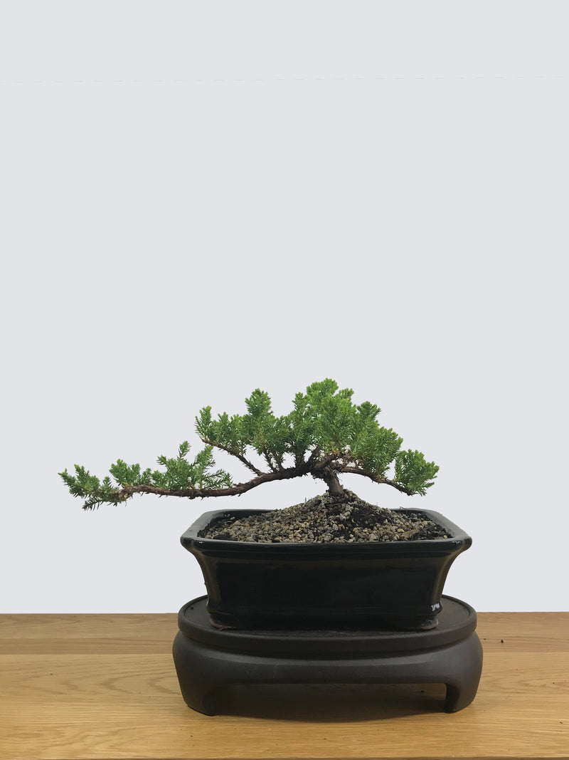 JAPANESE JUNIPER (JP12016) - MiniGardens NZ