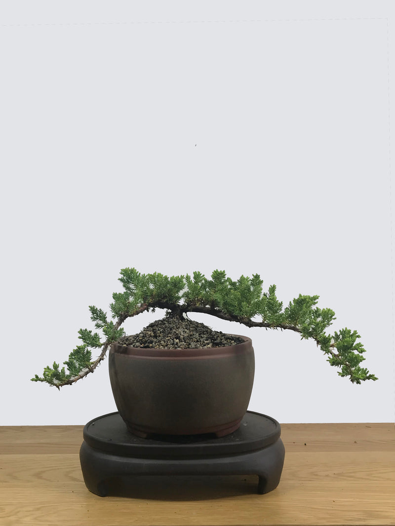 JAPANESE JUNIPER (JP12017) - MiniGardens NZ
