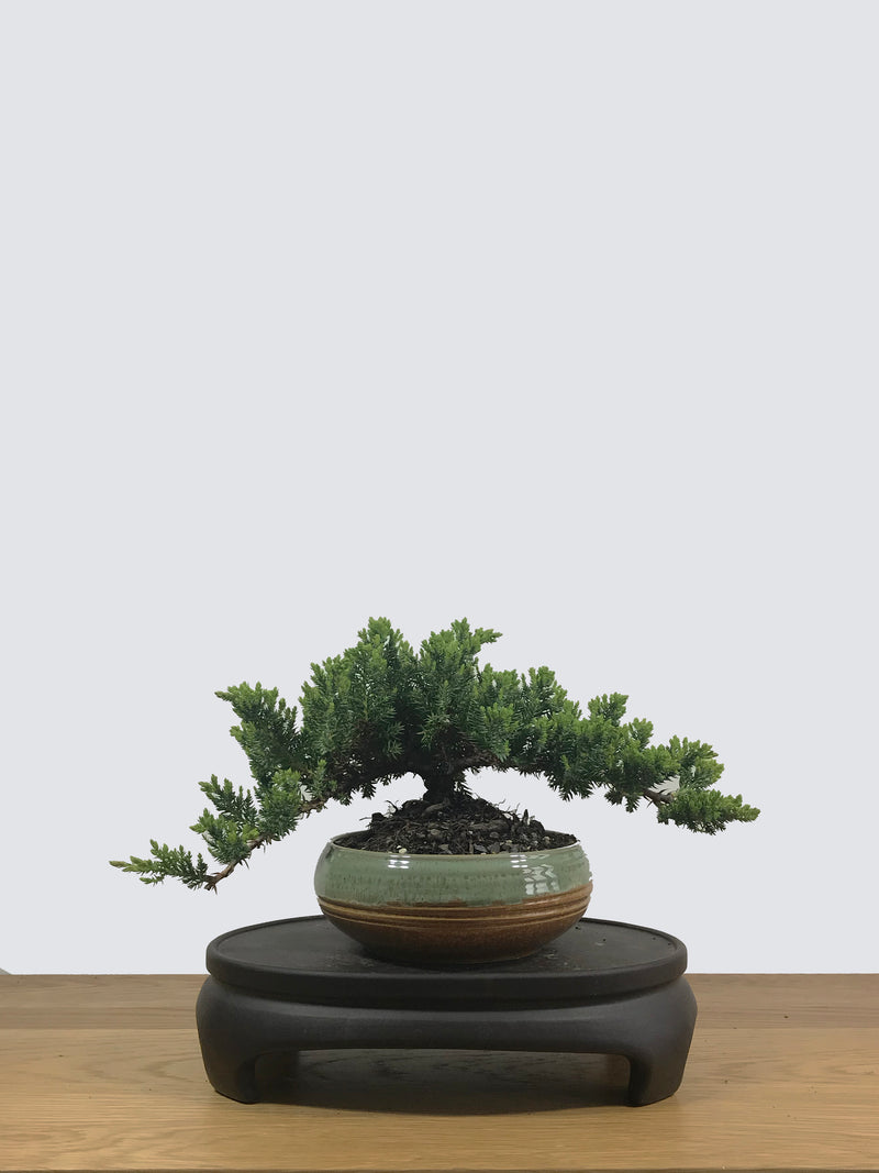 JAPANESE JUNIPER (JP12018) - MiniGardens NZ