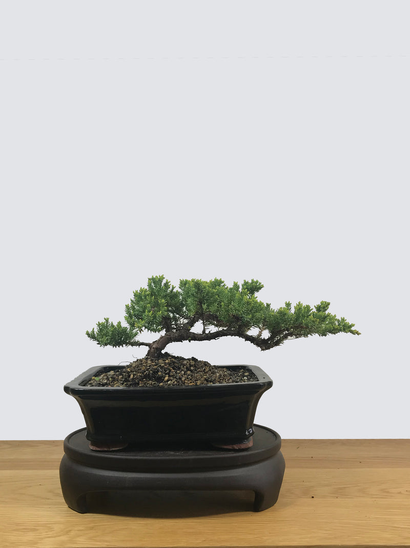 JAPANESE JUNIPER (JP12019) - MiniGardens NZ