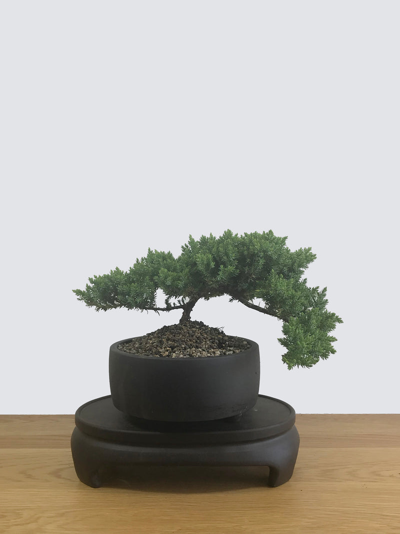 JAPANESE JUNIPER (JP12020) - MiniGardens NZ