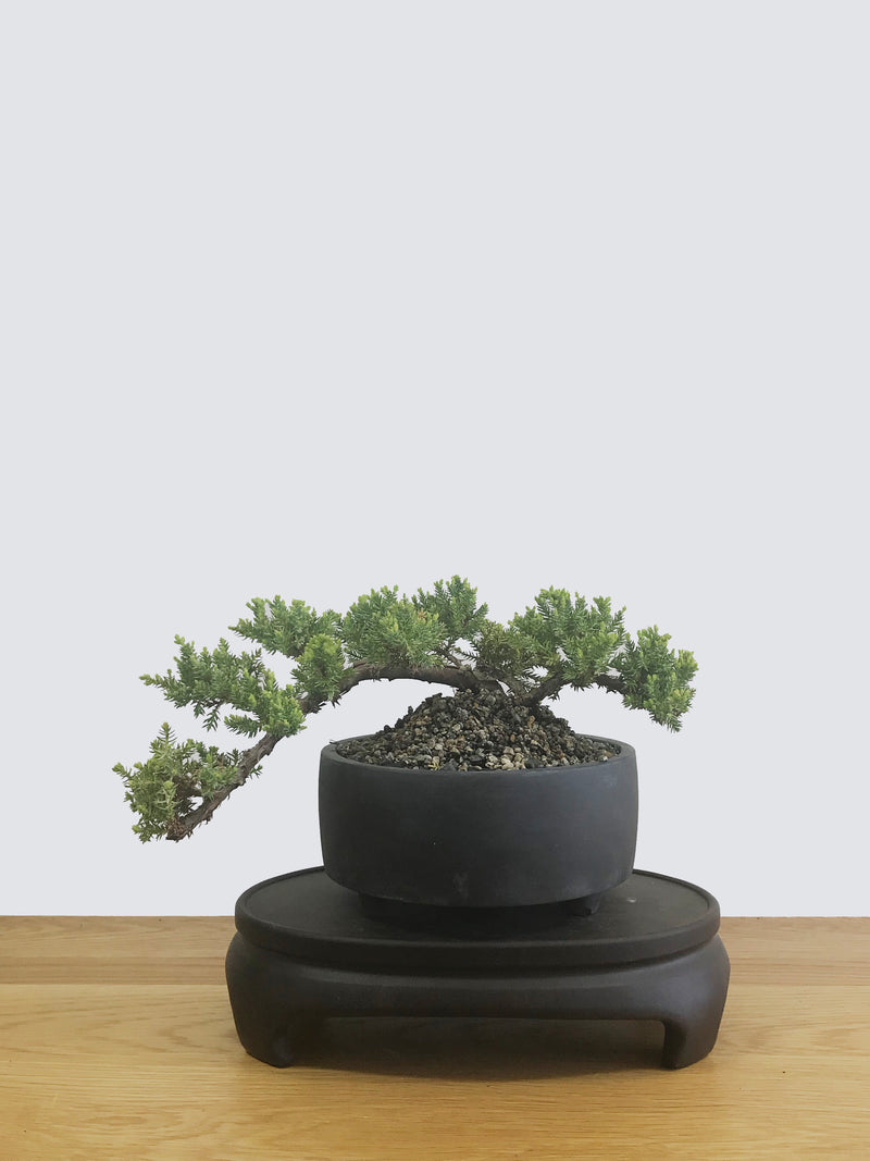 JAPANESE JUNIPER (JP12022) - MiniGardens NZ