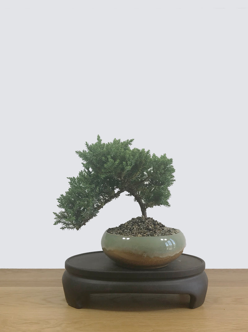 JAPANESE JUNIPER (JP12025) - MiniGardens NZ