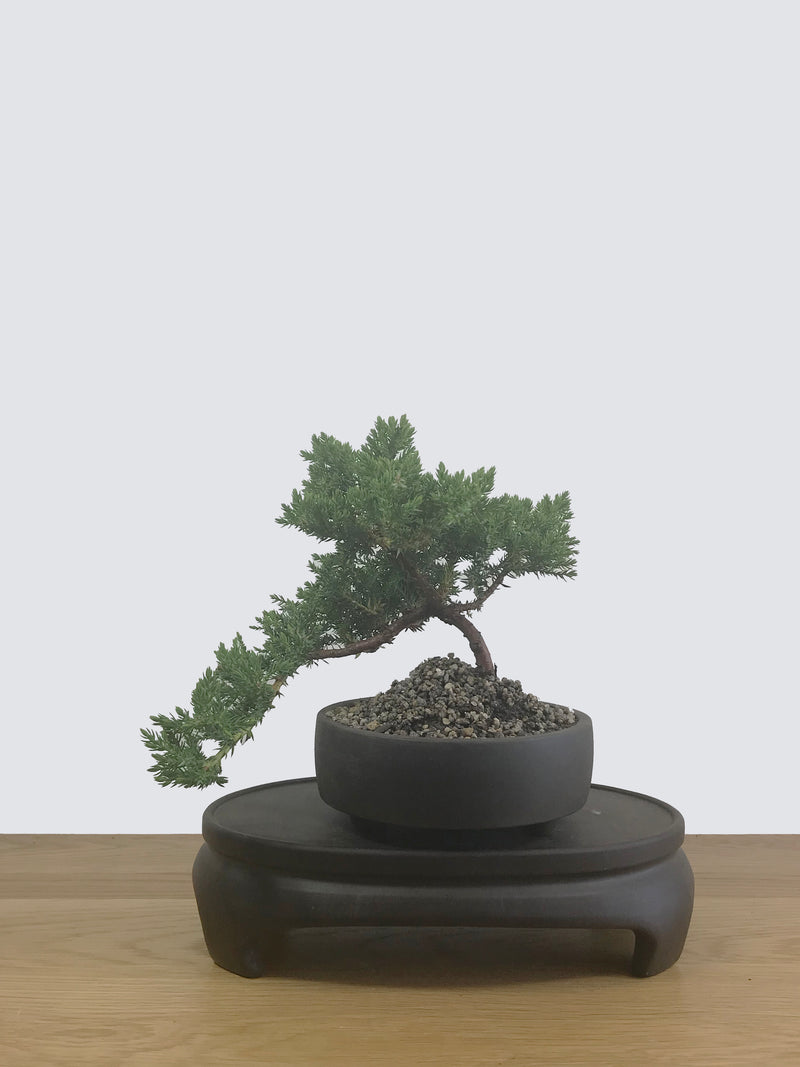 JAPANESE JUNIPER (JP12027) - MiniGardens NZ