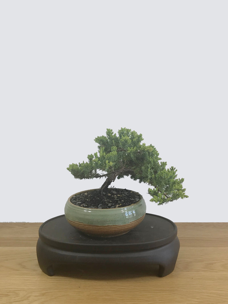 JAPANESE JUNIPER (JP12028) - MiniGardens NZ