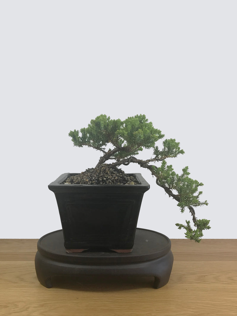 JAPANESE JUNIPER (JP12029) - MiniGardens NZ