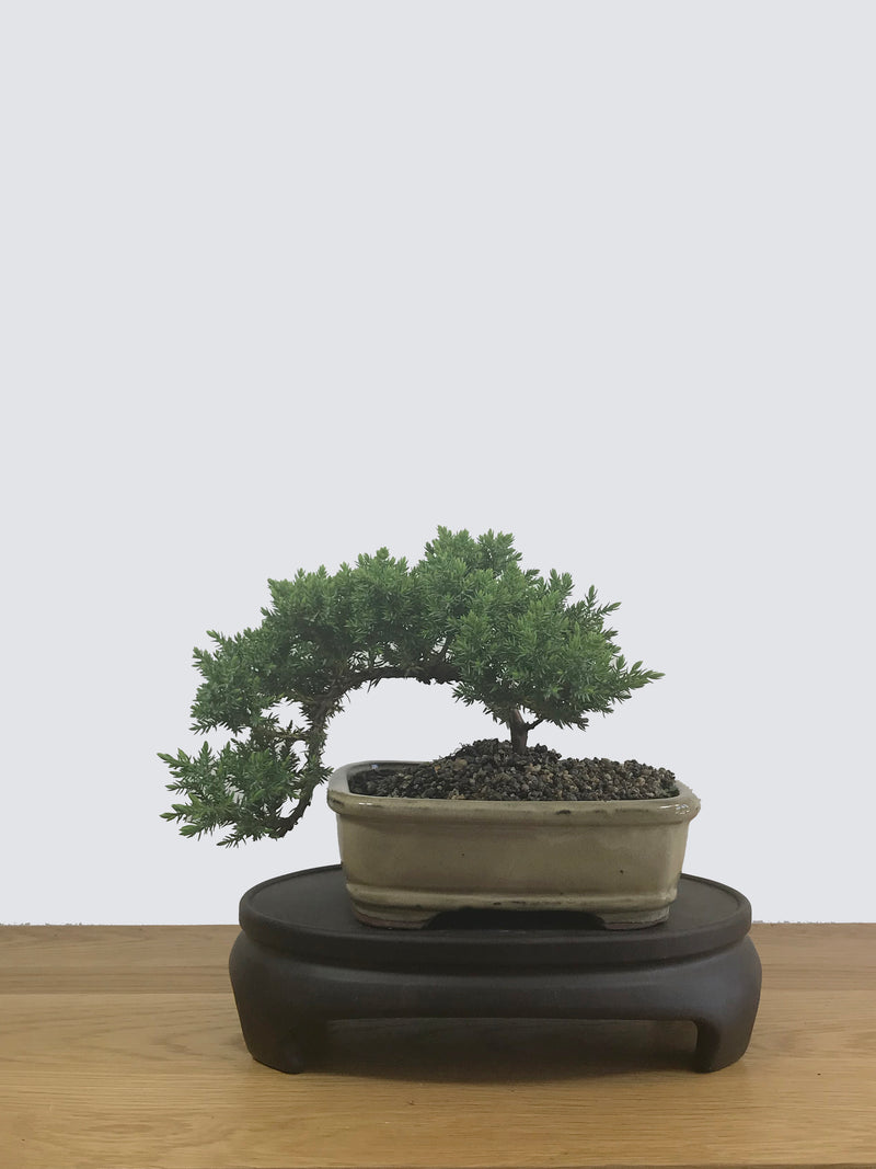 JAPANESE JUNIPER (JP12030) - MiniGardens NZ