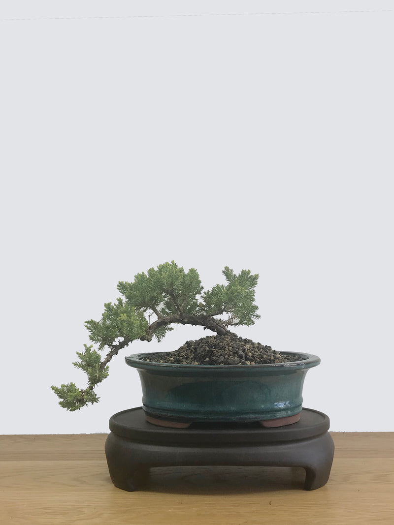 JAPANESE JUNIPER (JP12031) - MiniGardens NZ