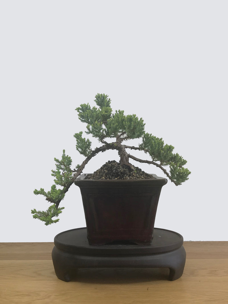 JAPANESE JUNIPER (JP12033) - MiniGardens NZ
