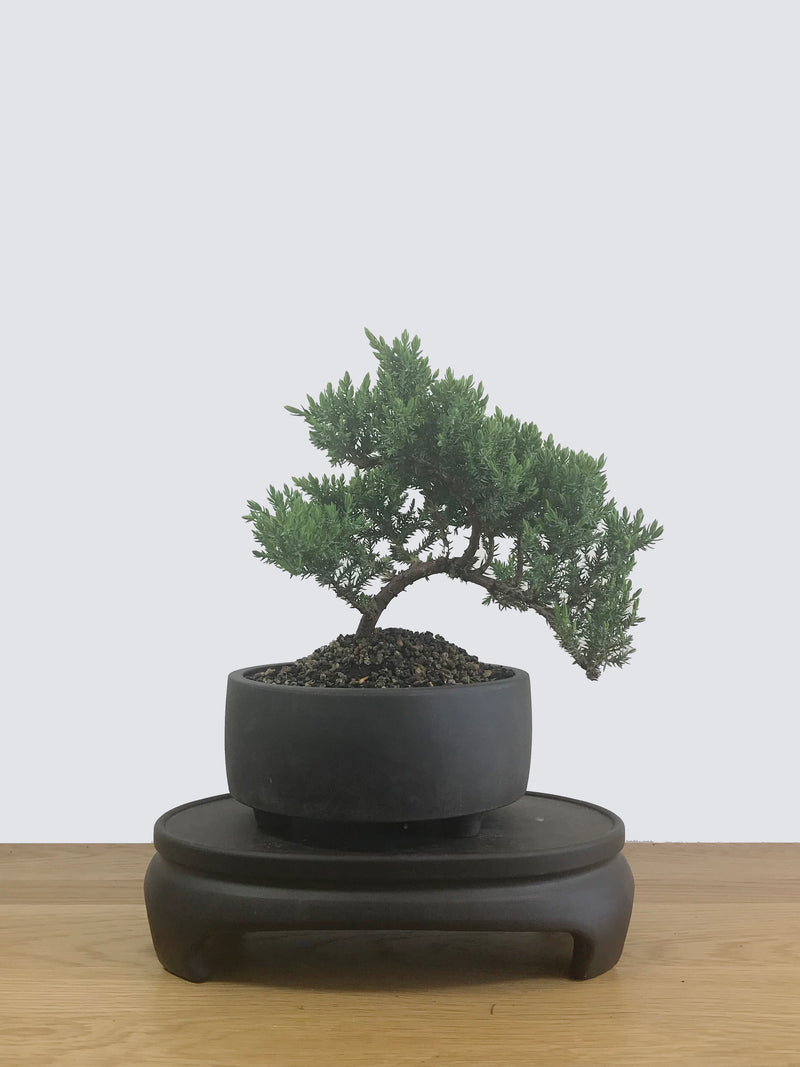 JAPANESE JUNIPER (JP12034) - MiniGardens NZ