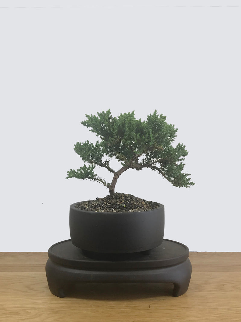 JAPANESE JUNIPER (JP12035) - MiniGardens NZ