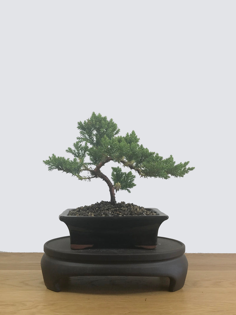 JAPANESE JUNIPER (JP12036) - MiniGardens NZ