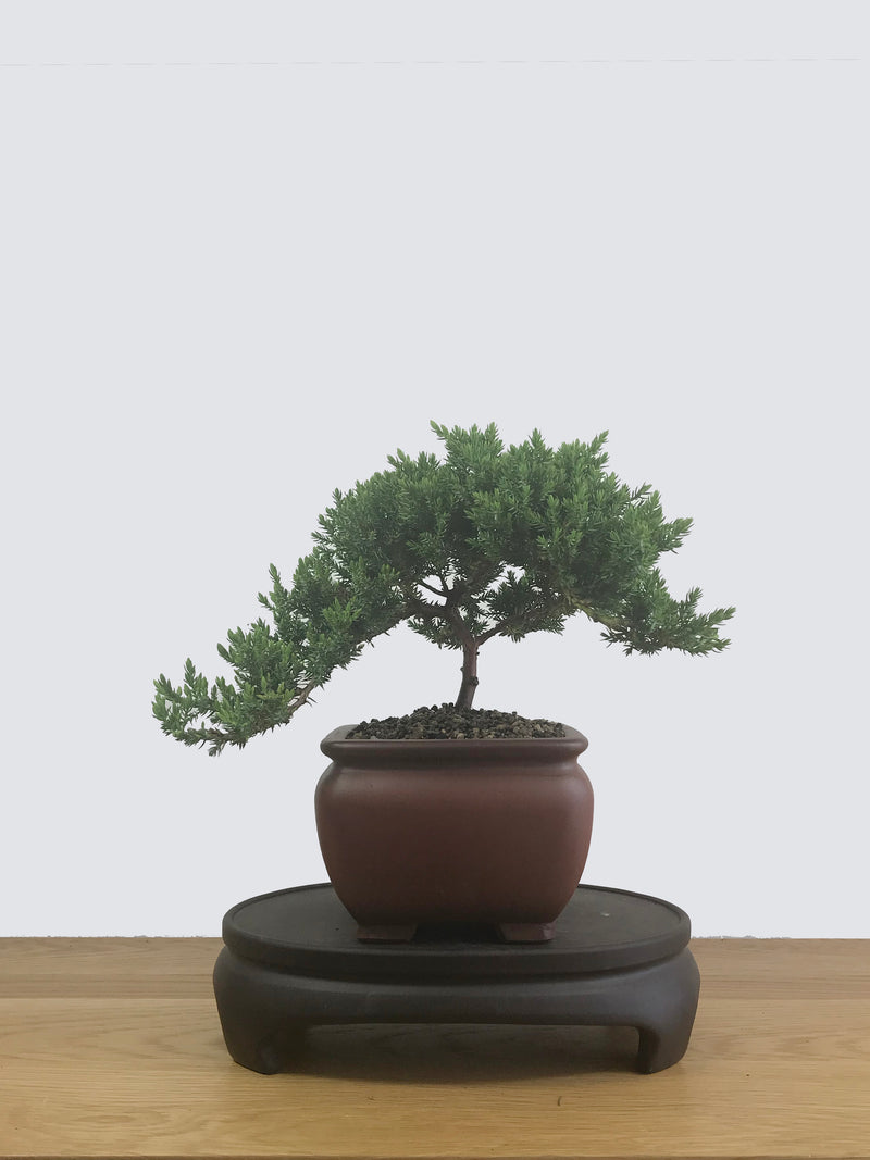 JAPANESE JUNIPER (JP12037) - MiniGardens NZ