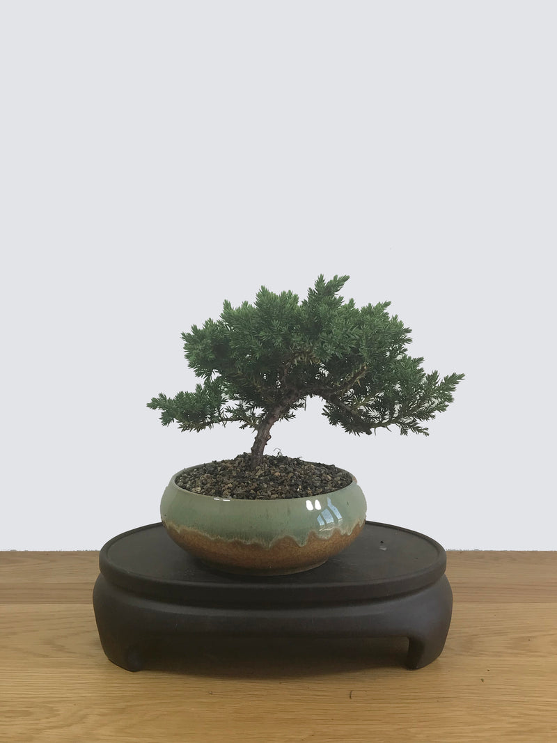 JAPANESE JUNIPER (JP12038) - MiniGardens NZ