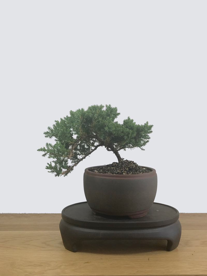 JAPANESE JUNIPER (JP12039) - MiniGardens NZ